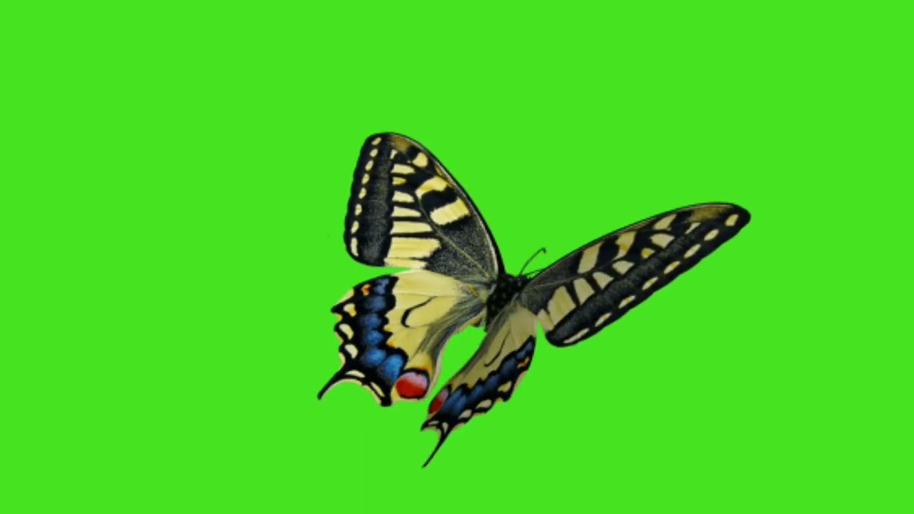 🦋Butterfly Green Screen Background 4k Animation Video | Butterfly flying green screen | 