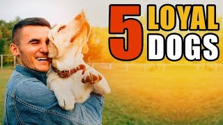 5 Stories of the Most Loyal Dogs | Talkin' Dogs List Show