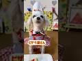 【おしゃべり犬】ミスしちゃったぁ♪ちょこっと動画No.74 #しゃべる犬 #かわいい犬 #おもしろ犬 #賢い犬 #kawaii #犬のいる生活 #electronicmusic #ピザ