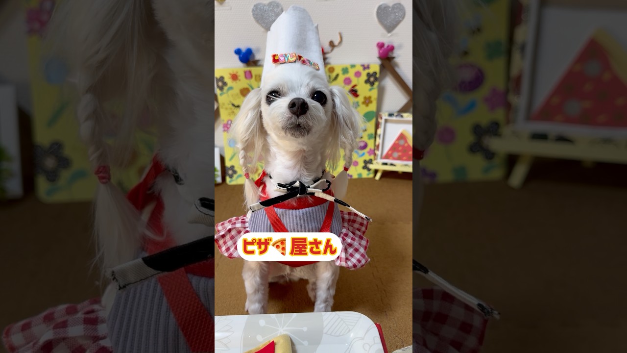 【おしゃべり犬】ミスしちゃったぁ♪ちょこっと動画No.74 #しゃべる犬 #かわいい犬 #おもしろ犬 #賢い犬 #kawaii #犬のいる生活 #electronicmusic #ピザ