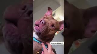 Confused Doggy #cuteanimals #dogshorts #dogsofyoutube #petlife #puppy #funny #dogs