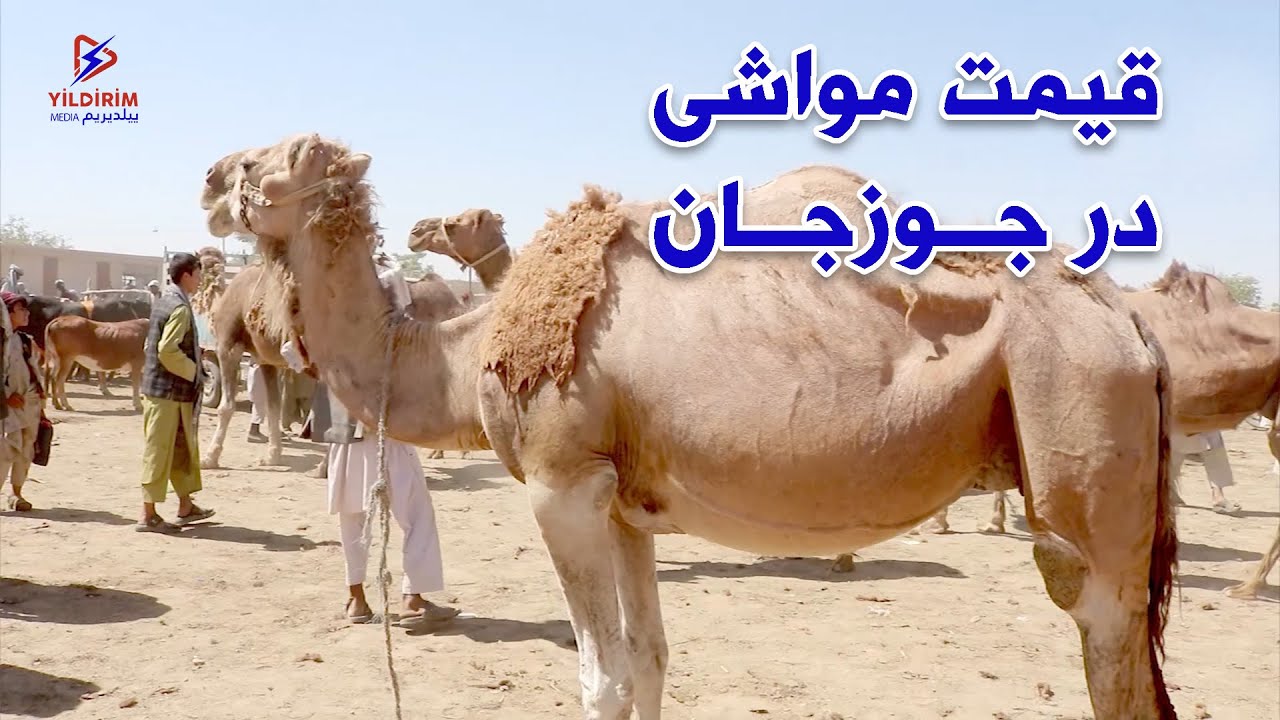 قیمت مواشی در جوزجان