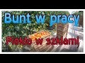 BUNT W PRACY! Piekło w szklarni! Praca w Holandii - YouTube