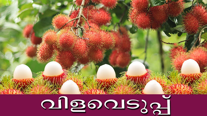 N18 റംബൂട്ടാൻ വിളവെടുപ്പ് അടിപൊളി കാഴ്ച l അടിപൊളി ടേസ്റ്റ് l ജൈവകൃഷി l 2025 മലയാളം l