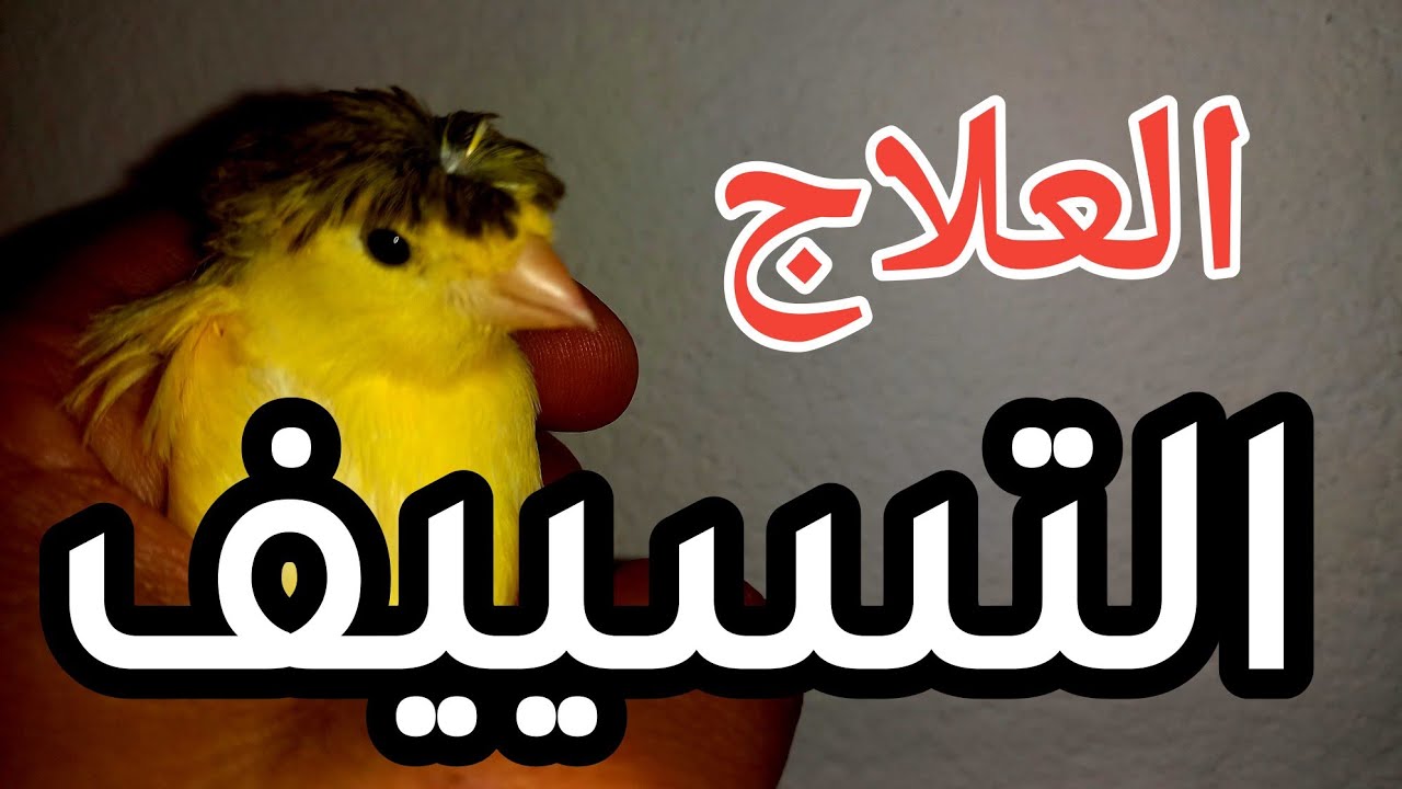 علاج التسييف عند الكناري للمبتدئين في تربية طيور الكناري