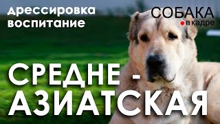 Среднеазиатская овчарка. Дрессировка и воспитание.