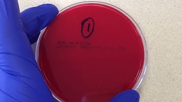Plate Reading - BetaThroat I