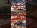 The Lake That Turns Animals Into Stone