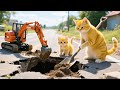 Kitten Falls Into a Pit and Is Rescued by a Dog – Mama Cat and Mom Fix the Road !