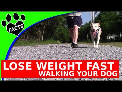 Video: Walking the Dog: consigli per renderlo sicuro e divertente