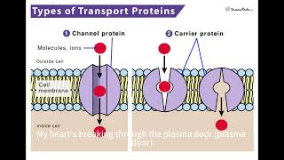 F4 CHAPTER 3 BIO MUSIC - PLASMA. M