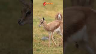 Detik Detik Seekor Jaguar Memangsa Rusa