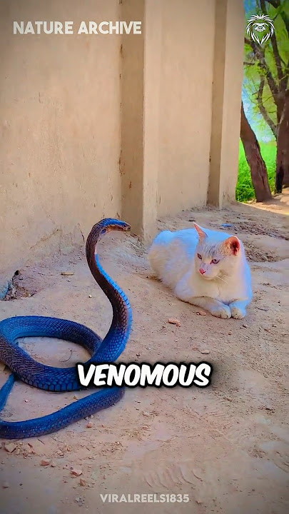 Why do snakes always lose against cats?