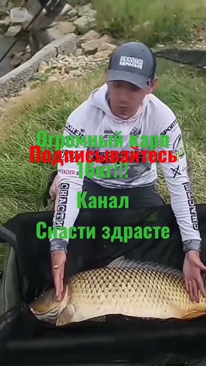 Огромный карп 16кг канал снасти здрасте подписывайтесь на их канал ...