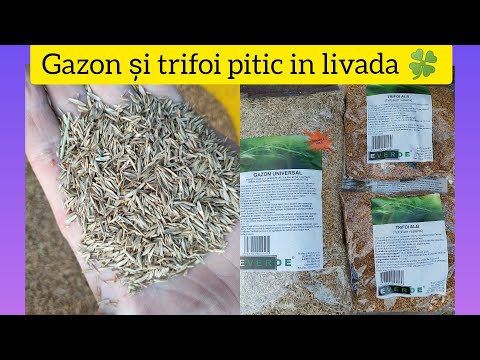 Video: Verdone omoară trifoiul?