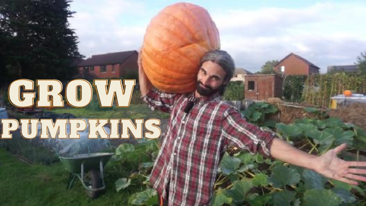 Как выращивать тыквы | Выращивание | Сбор | Заготовка | Хранение