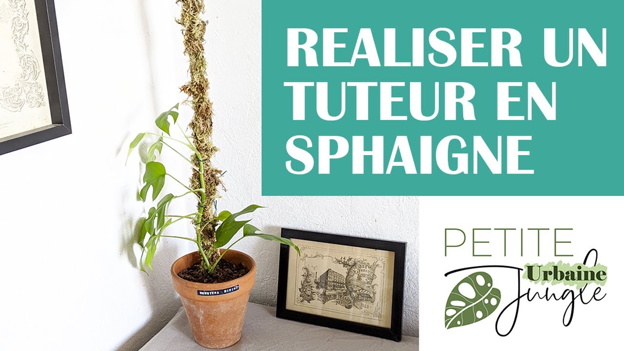 Comment utiliser la sphaigne pour ses plantes d'intérieur - TPID