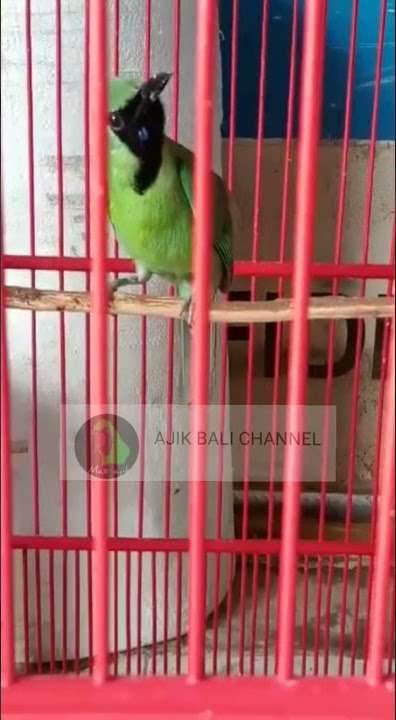 ngeri tembakan cucak ijo |suara kuntilanak