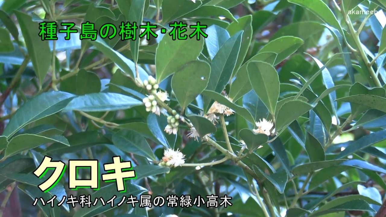 クロキ - 種子島の樹木・花木 - ふるさと種子島