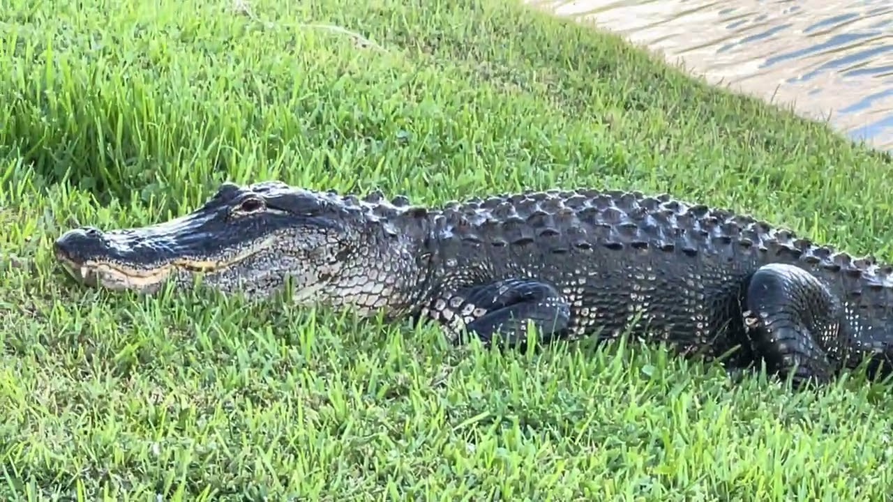 Bella Buddy's Girlfriend