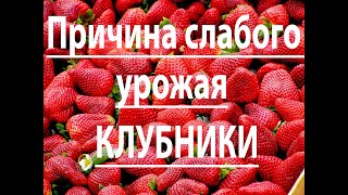 Причина слабого урожая клубники.