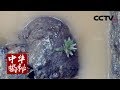 《中华揭秘》 神秘的大冢（下）靖安大墓中的神秘尸骨 20180515 | CCTV科教