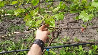 Проломка пагонів винограду та загальний стан на 25.04.2024