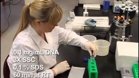 Using Microarray and Real time PCR   Protocol