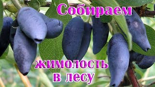 Собираем жимолость в лесу Приморья в июле 2017 г. Собираем жимолость в лесу Приморья в июле 2017 г.