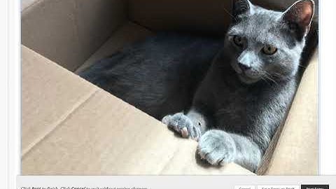 How to embed an image in Blackboard Ultra