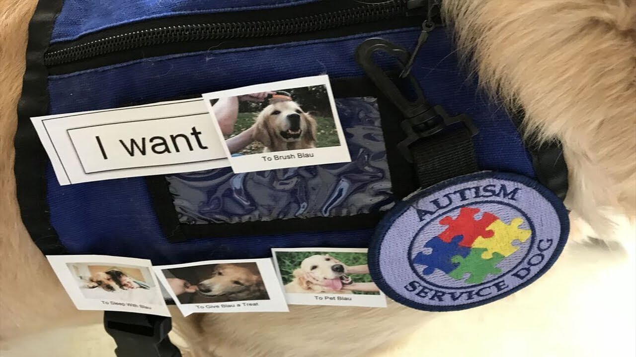 how do service dogs help with autism