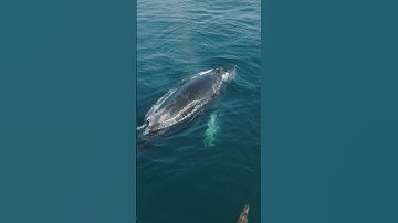 Humpback whale from drone