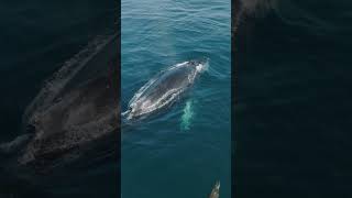 Humpback Whale From Drone