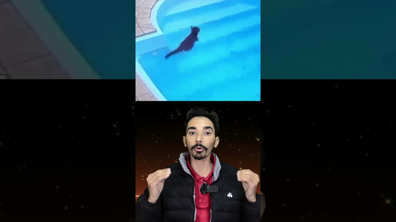 Cat Drowning in Water 🐱💧  Real Life Moral Story 