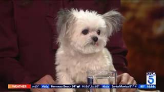 Mark & Julie Steines Join us with Mini Dog Norbert