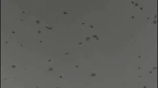 Download Suara Walet ASLI Berkualitas Super Jernih, Suara Panggil Walet Joss