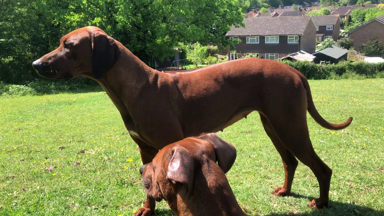 Zejak Ridgebacks Zejak Rhodesian Ridgebacks long - YouTube