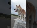 お互い新たな出発の為に出会ったのに、先に逝っちゃうのずるいよ😭　　　　　　　　　　　　　　#犬#柴犬#保護犬#虹の橋
