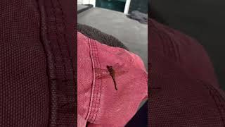 Catching the moment of beautiful dragonfly .#youtube #music #shorts #animals #video #foryou #reels
