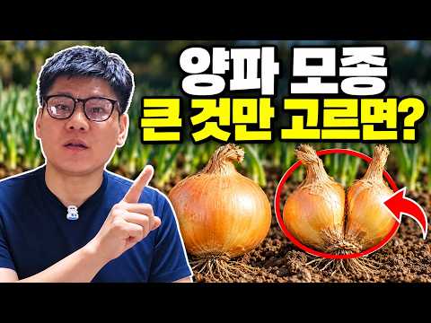 Choosing only large onion seedlings can cost you｜Bolting, Splitting, and Planting Times