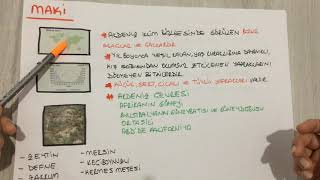 10. Sinif Coğrafya Dünyayi Kaplayan Örtü Bi̇tki̇ler