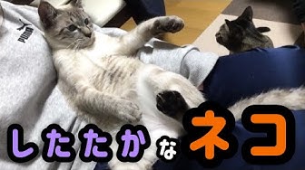 犬みたいな猫 Youtube