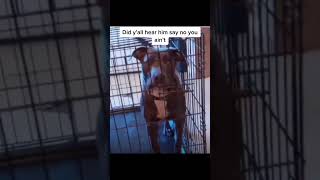 Dogs can talk #fypシ #foryou #foryoupage #dogs #talkingdog... #Shorts #lewisbiglhampton