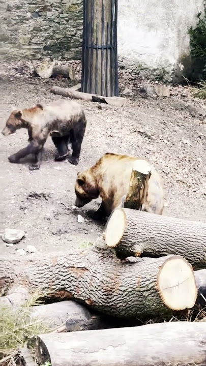 The Bearish affection