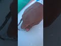  ايا كلين منظف ومطهر يقضي على الجراثيم ومايخليش الريحة القوية تاع مستحضرات algérie alger mp3