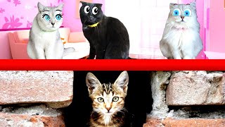 видео: Полная История СПАСЕНИЯ котёнка ЧИКА! Подряд 4 серии картинка: Полная История СПАСЕНИЯ котёнка ЧИКА! Подряд 4 серии