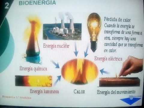 Video: Bioenergía De árboles. Parte 3