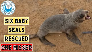 Six Baby Seals Rescued One Missed