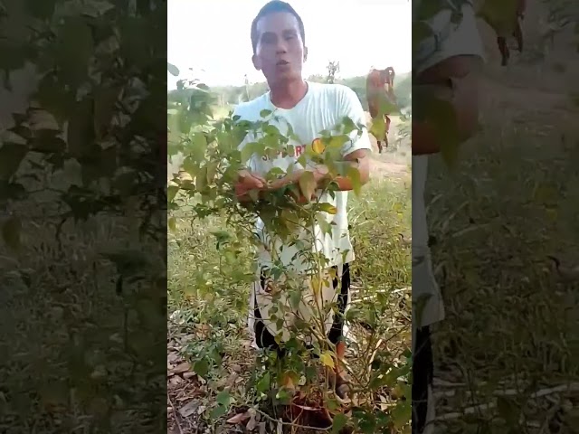 sili harvest #subscribe #support #viral #share #video #farming #agriculture #trending #shorts #short class=