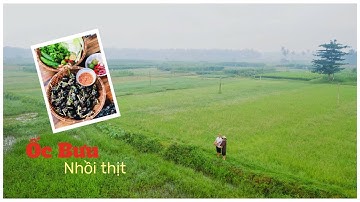 Bắt ốc bưu đen làm món ốc bưu nhồi thịt - Món ăn miền quê - Nẫu Ơi #3